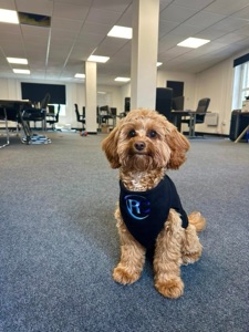 Chief Morale Officer